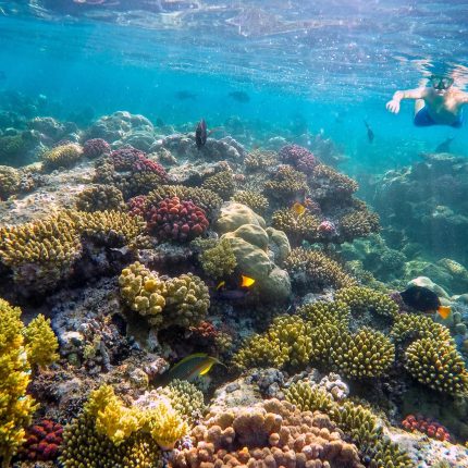 Private Full-Day Snorkeling Tour to Utopia Island from Luxor